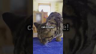 Epic Cat Comeback Slow Mo Showdown Under Video  cat catslivingonthehomelessstreet [upl. by Jelena372]