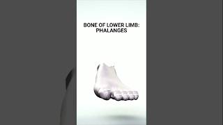 Unlocking the Secrets of Toe Bones phalanges toebones anatomy lowerlimbbones [upl. by Oinotla]