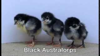 Mt Healthy Hatcheries Adult and day old chickens 3avi [upl. by Ednihek590]