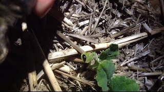 How to catch cabbage stem flea beetle  Pyrethroid resistance sampling [upl. by Drwde]