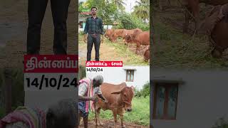 சாகிவால் மாடு agriculture dairyfarming cow shortvideo shorts [upl. by Nylac]