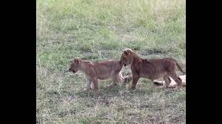 Talamati  Msuthlu Lion Pride Cubs  20 March 2024 [upl. by Uol]