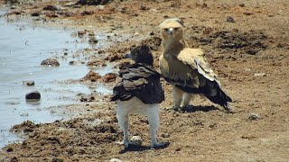 Martial Eagle and Tawny Eagle sip Water [upl. by Aspa]