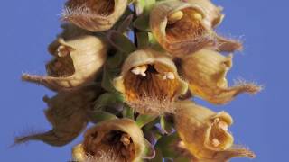 Digitalis ferruginea Rusty Foxglove flower opening time lapse [upl. by Altman]