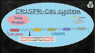 Crispr Cas9  Crispr and treatment of Sickle cell anemia  Jennifer Doudna Emmanuelle Charpentier [upl. by Boylston]