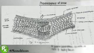 Pharmacognosy of Senna Leaf  Indian Sena  Senna angustifolia  Explanation  Hindi  PharmaWarrior [upl. by Chlores]