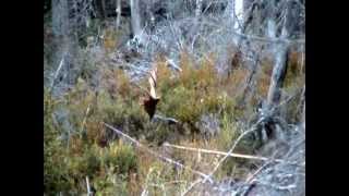 58quot ANTLERS spread How to haul out a big moose from a swamp part 1 [upl. by Rednael]