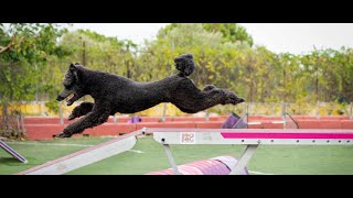 Poodle Agility Open Naomi amp Natalia Diskou  Clear run [upl. by Terzas]