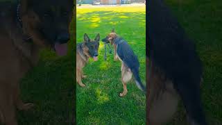 Two showline German Shepherds playing with rope [upl. by Llehcim]