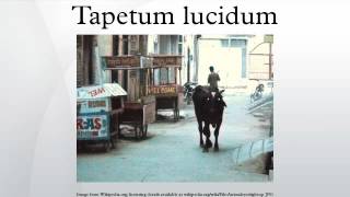 Tapetum lucidum [upl. by Phia]