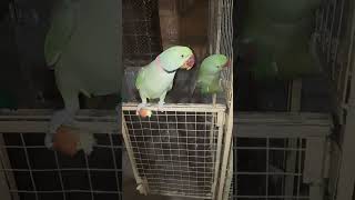 voice parrotParrot Videos parrotshorts MySweatBirds [upl. by Anitsua]