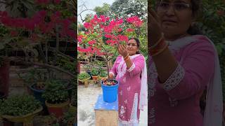 Bougainvillea Heavy Flowering Tips youtubeshort shortvideo [upl. by Aillil]