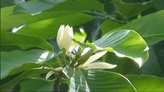 Michelia Alba  ดอกจำปี White Champaka [upl. by Waxman]