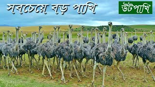 উটপাখি কেনো উড়তে পারে না  facts about ostrich  Ostrich  Bivinno Bissoy Totho [upl. by Ikik]