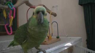 Kiwi Talking 2  Blue front Amazon Parrot [upl. by Eittel]