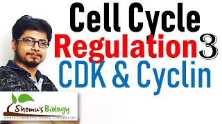 Cyclin and cyclin dependent kinases cdk  Cell cycle regulation lecture 3 [upl. by Anitreb]