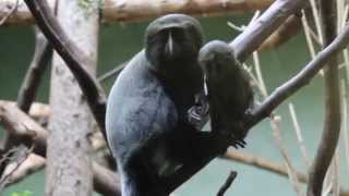 Uilenkopmeerkatten jong ZOO Antwerpen  Hamlyns monkey ZOO Antwerp [upl. by Atekal130]