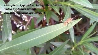 Hemiptera Lygaeidae Spilostethus furcula [upl. by Nadual]