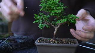 Making a mini Hinoki cypress Bonsai tree [upl. by Beisel]