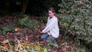 Ligularia tidy up in autumn  Burncoose Nurseries [upl. by Walcott]