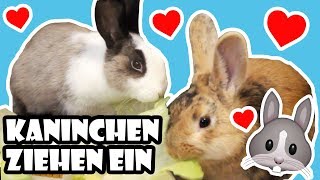 Kaninchen ziehen ein 🐰 Vom Tierheim ins neue Zuhause 💖 Adoption amp erster Tag 🐾 [upl. by Tirb]