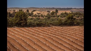 The new Arbequina olive groves [upl. by Dnaleel]