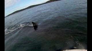 Kayaker has close encounter with 5metre great white shark Australia [upl. by Irma156]