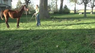 Yearling Horse Training Lunging and Yielding to a Stop [upl. by Nedla]