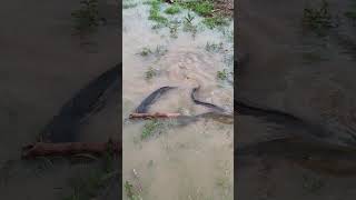 A torrential downpour fills the fields fishing fishingbait fish [upl. by Devi]