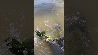 super big fishing catfish pesca silure outdoors bigfish fish river giantfish big giant [upl. by Ariaic]