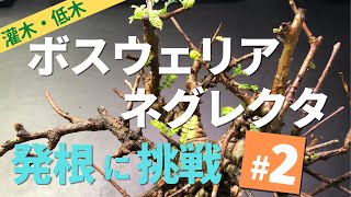 ボスウェリア・ネグレクタの発根にチャレンジする2 Boswellia neglecta [upl. by Llennehc808]