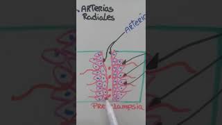 FARMACOS ANTIHIPERTENSIVOS EN EL EMBARAZO 1ª parte [upl. by Assilim]