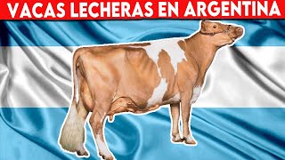 🔴 Las Vacas Lecheras En Argentina y Su Importancia En La Economía ✅ [upl. by Reneta]