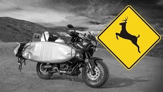 Motorcycle Crash with Deer and Airbag [upl. by Sidnak]