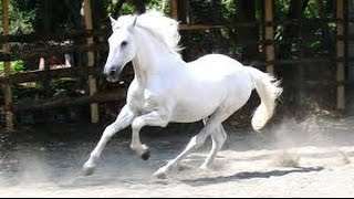 Amazing White Horse Race  Amazing Nature [upl. by Elisha]