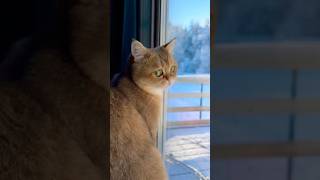 Winter wonderland ❄️ catvideos cute cutecat catlover [upl. by Leunad]