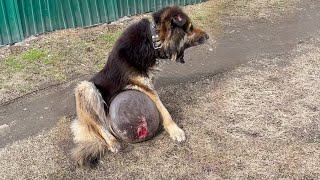 A dog with a huge tumor drags itself down the road crying and begging for help [upl. by Aerdnak]