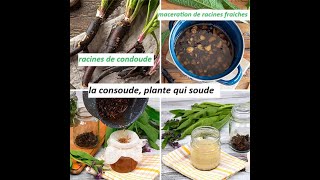 consoude Plante qui soude consolide et cicatrise les tissus la peau les muscles les os [upl. by Lraed]