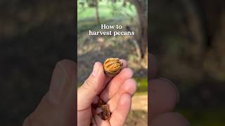 have you ever seen where pecans come from 🌳🥜 pecans pecantree [upl. by Othelia638]