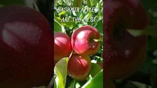 Its time for Apple  Kashmirviralvideotravelnaturelovetrendingshorts [upl. by Anelis488]