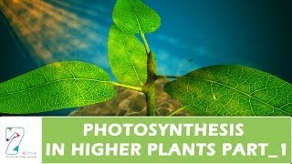 PHOTOSYNTHESIS IN HIGHER PLANTSPART 01 [upl. by Ioyal]