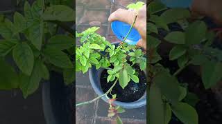 Rose plant Fertilizer update How To Fertiliz Rose plant In Tamil roseplantcare [upl. by Pattison5]