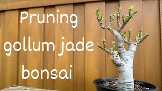 Defoliate and Prune Gollum Jade Bonsai [upl. by Adnoloy]