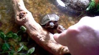 Feeding Honduran wood Turtle [upl. by Ecnadnak]