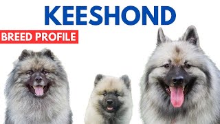 Keeshond Dog Breed Profile History  Price  Traits  Grooming Needs  Keeshond Dog Lifespan [upl. by Hobbs293]