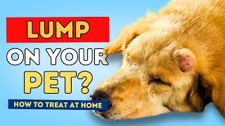 Lumps In Dogs And Cats When To See The Vet How To Treat At Home [upl. by Tnahs477]