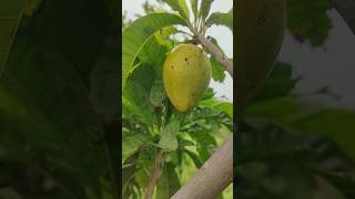 Egg fruit in our Ramanujans garden canistel fruit exotic fruits naturefarm [upl. by Odranreb]