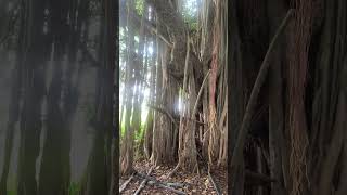 Big Banian Tree in Telangana [upl. by Brader]