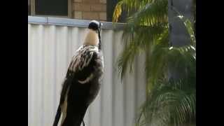 Magpie singingwhistling and mimicking human speech VERY SMART [upl. by Estren]