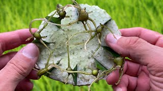 I do this every time I propagate ZZ Plants and they grow out of control [upl. by Lledrac777]